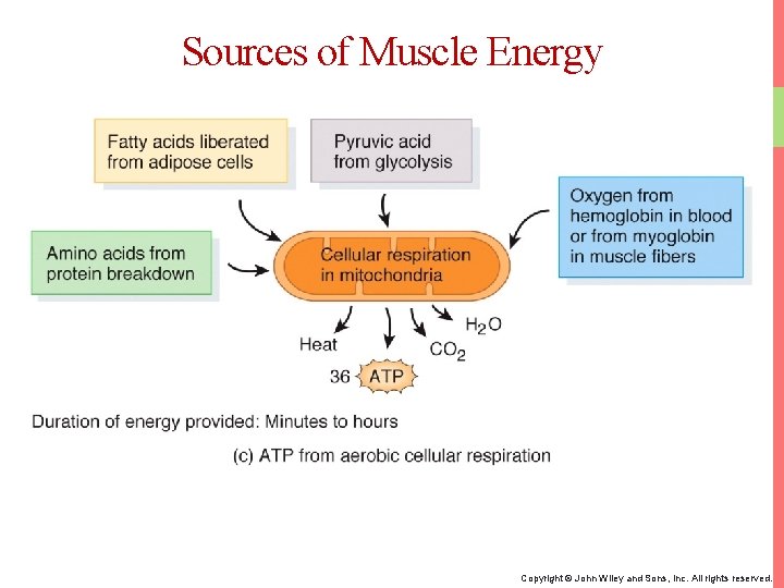 Sources of Muscle Energy Copyright © John Wiley and Sons, Inc. All rights reserved.