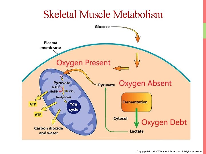 Skeletal Muscle Metabolism Copyright © John Wiley and Sons, Inc. All rights reserved. 