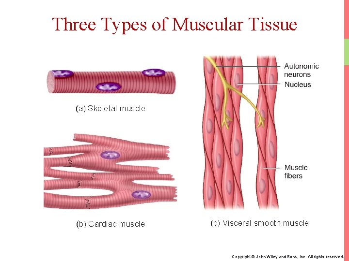 Three Types of Muscular Tissue (a) Skeletal muscle (b) Cardiac muscle (c) Visceral smooth