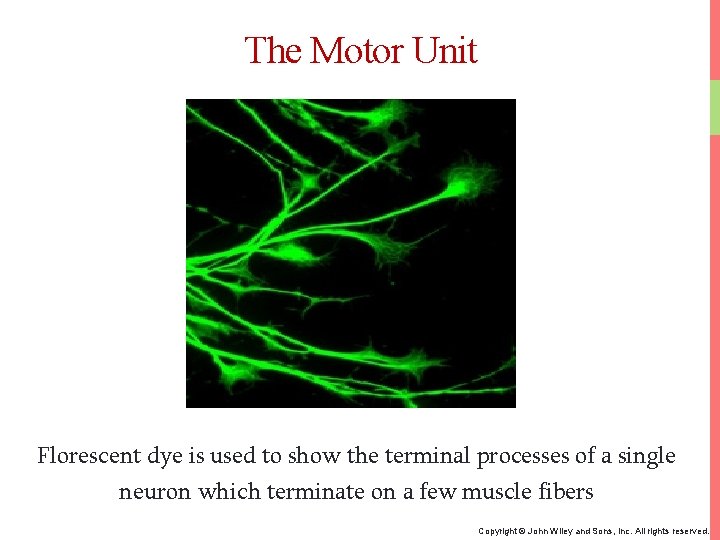 The Motor Unit Florescent dye is used to show the terminal processes of a