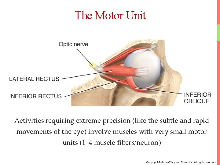 The Motor Unit Activities requiring extreme precision (like the subtle and rapid movements of