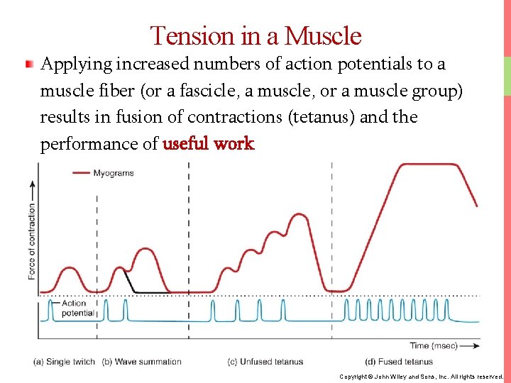 Tension in a Muscle Applying increased numbers of action potentials to a muscle fiber