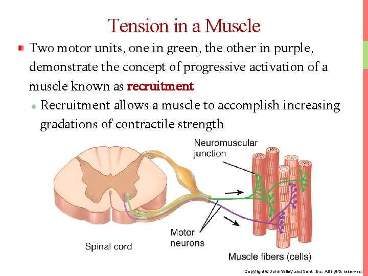 Tension in a Muscle Two motor units, one in green, the other in purple,