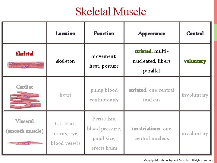Skeletal Muscle Location Skeletal skeleton Cardiac heart Visceral (smooth muscle) G. I. tract, uterus,