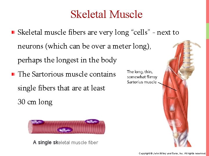 Skeletal Muscle Skeletal muscle fibers are very long “cells” - next to neurons (which