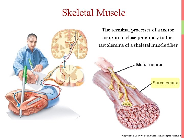 Skeletal Muscle The terminal processes of a motor neuron in close proximity to the