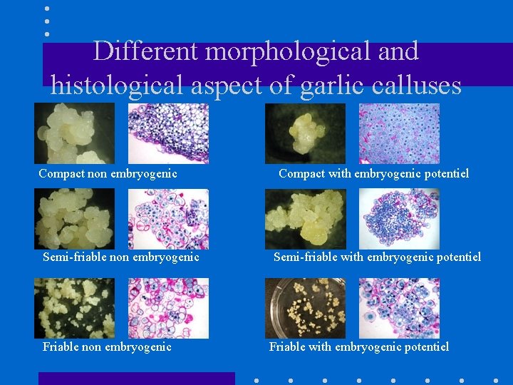 Different morphological and histological aspect of garlic calluses Compact non embryogenic Semi-friable non embryogenic