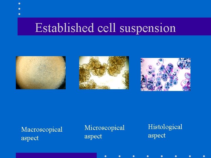 Established cell suspension Macroscopical aspect Microscopical aspect Histological aspect 