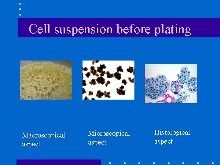 Cell suspension before plating Macroscopical aspect Microscopical aspect Histological aspect 