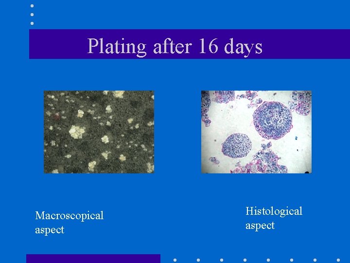 Plating after 16 days Macroscopical aspect Histological aspect 