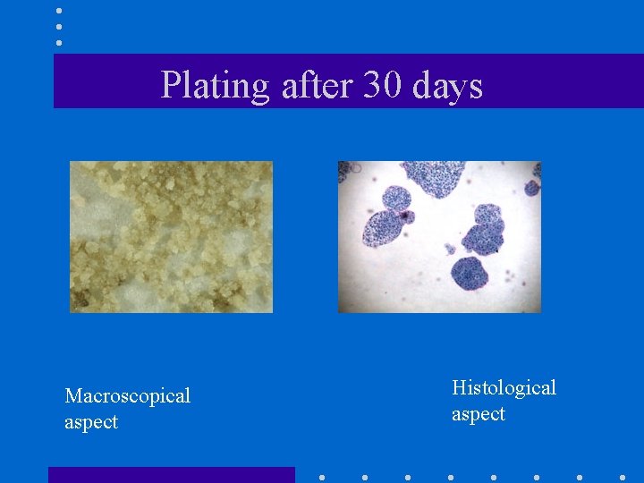 Plating after 30 days Macroscopical aspect Histological aspect 