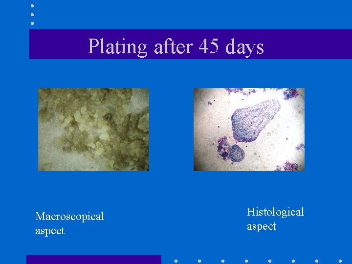 Plating after 45 days Macroscopical aspect Histological aspect 