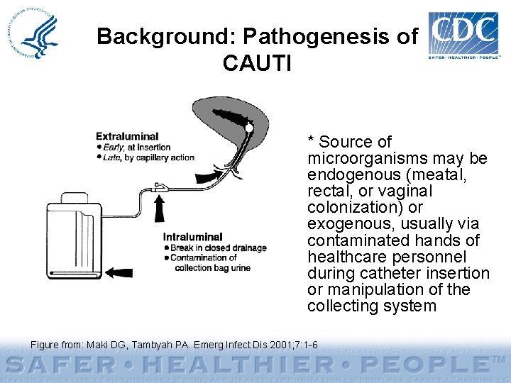 Background: Pathogenesis of CAUTI * Source of microorganisms may be endogenous (meatal, rectal, or