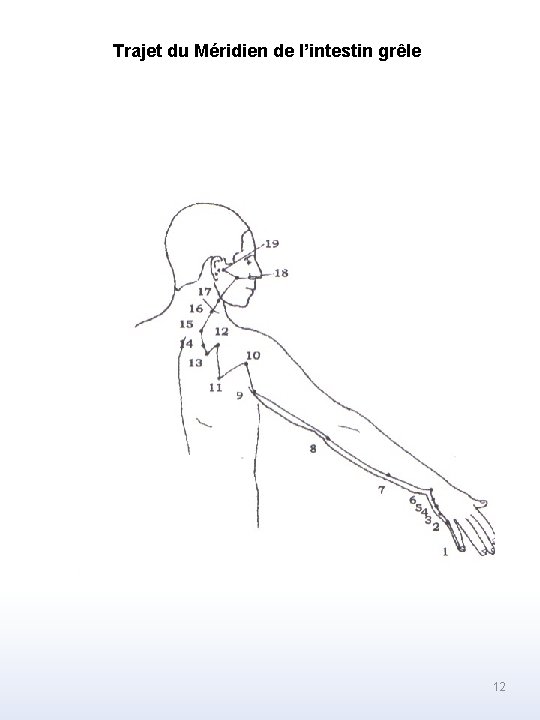 Trajet du Méridien de l’intestin grêle 12 