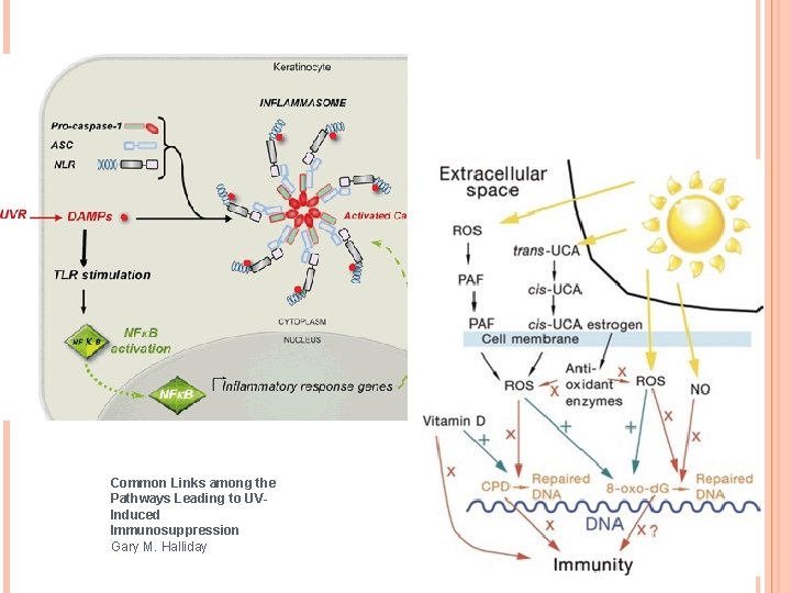 Common Links among the Pathways Leading to UVInduced Immunosuppression Gary M. Halliday 