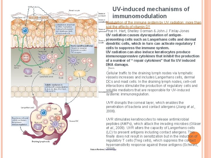 UV-induced mechanisms of immunomodulation Modulation of the immune system by UV radiation: more than