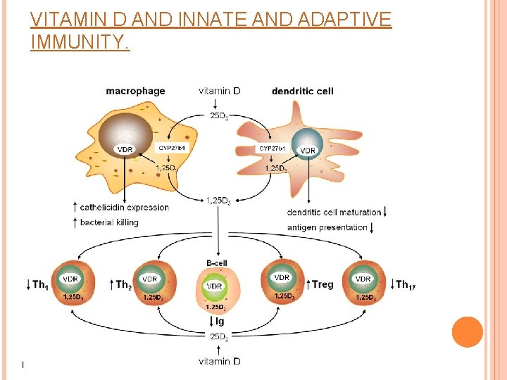 VITAMIN D AND INNATE AND ADAPTIVE IMMUNITY. 