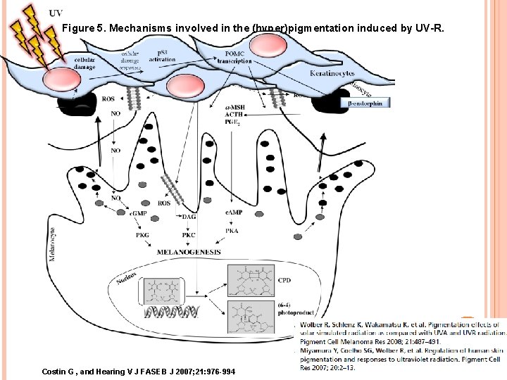 Figure 5. Mechanisms involved in the (hyper)pigmentation induced by UV-R. Costin G , and