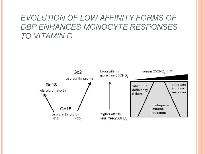 EVOLUTION OF LOW AFFINITY FORMS OF DBP ENHANCES MONOCYTE RESPONSES TO VITAMIN D. 