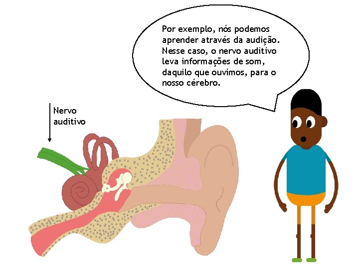 Por exemplo, nós podemos aprender através da audição. Nesse caso, o nervo auditivo leva