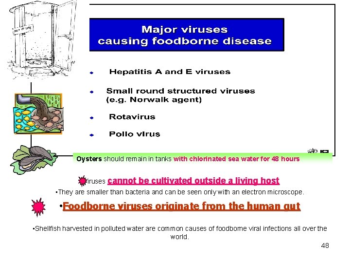 Oysters should remain in tanks with chlorinated sea water for 48 hours • Viruses