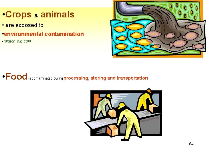  • Crops & animals • are exposed to • environmental contamination • (water,