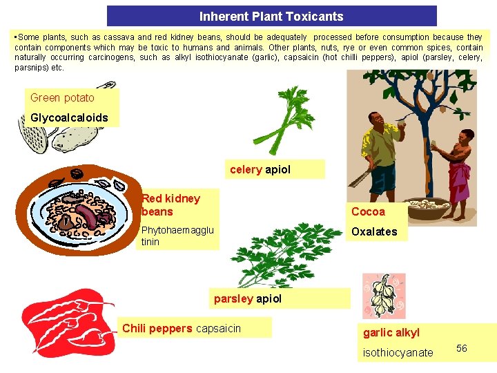 Inherent Plant Toxicants • Some plants, such as cassava and red kidney beans, should
