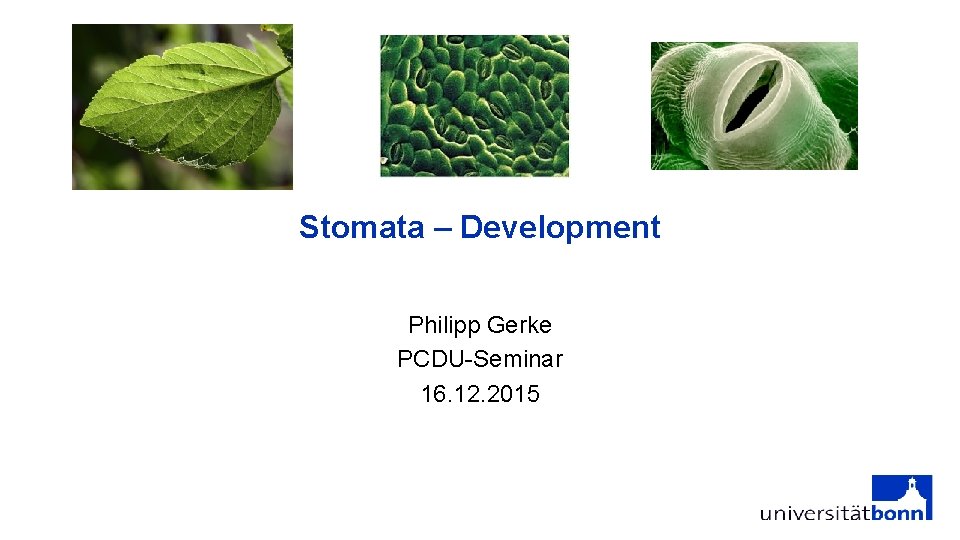 Stomata – Development Philipp Gerke PCDU-Seminar 16. 12. 2015 