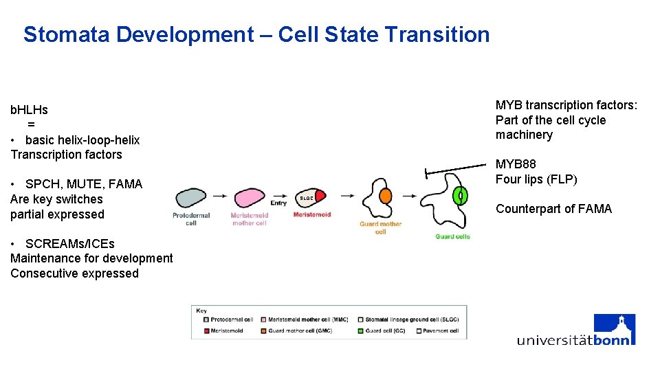 Stomata Development – Cell State Transition MYB transcription factors: Part of the cell cycle