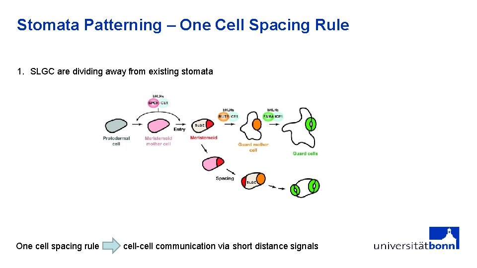 Stomata Patterning – One Cell Spacing Rule 1. SLGC are dividing away from existing