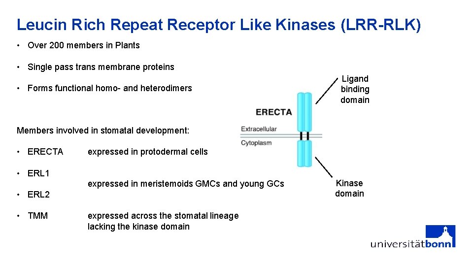 Leucin Rich Repeat Receptor Like Kinases (LRR-RLK) • Over 200 members in Plants •