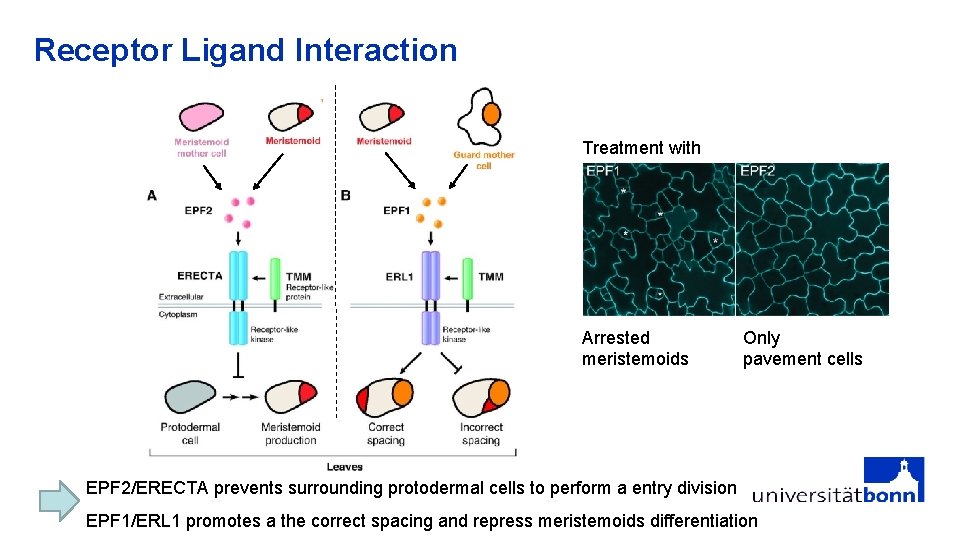 Receptor Ligand Interaction Treatment with Arrested meristemoids Only pavement cells EPF 2/ERECTA prevents surrounding