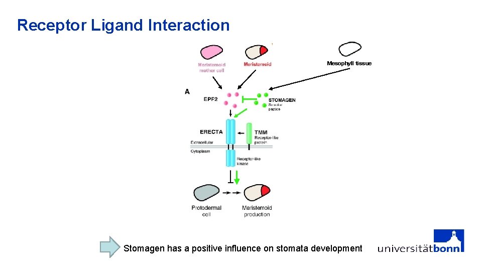 Receptor Ligand Interaction Mesophyll tissue Stomagen has a positive influence on stomata development 