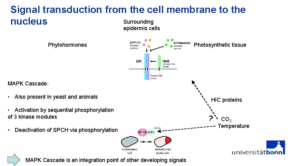 Signal transduction from the cell membrane to the Surrounding nucleus epidermis cells Phytohormones Photosynthetic