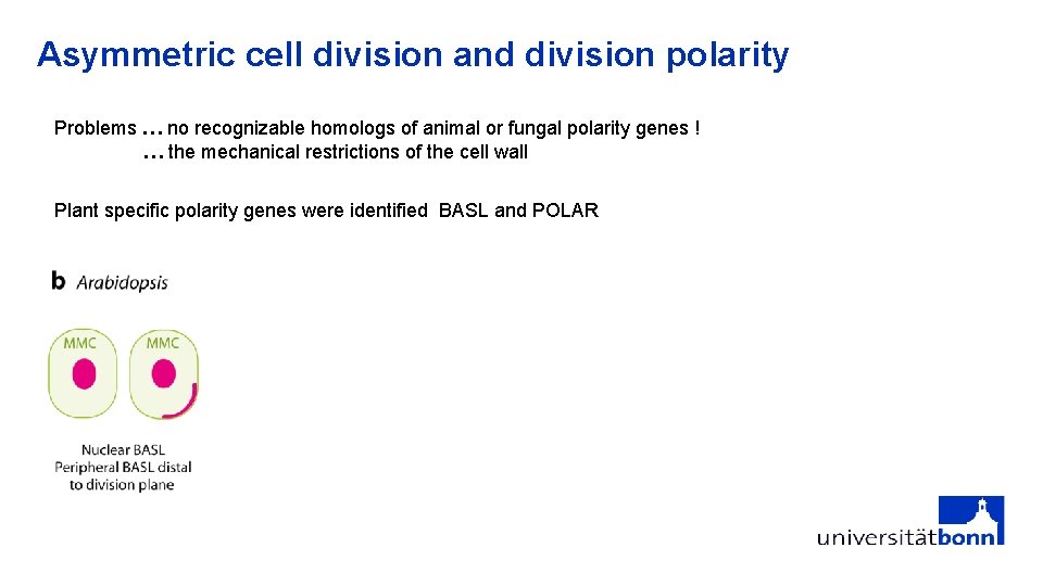 Asymmetric cell division and division polarity Problems … no recognizable homologs of animal or