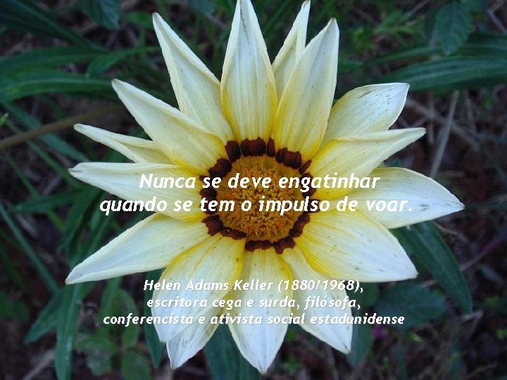 Nunca se deve engatinhar quando se tem o impulso de voar. Helen Adams Keller