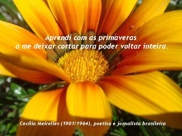 Aprendi com as primaveras a me deixar cortar para poder voltar inteira. Cecília Meirelles