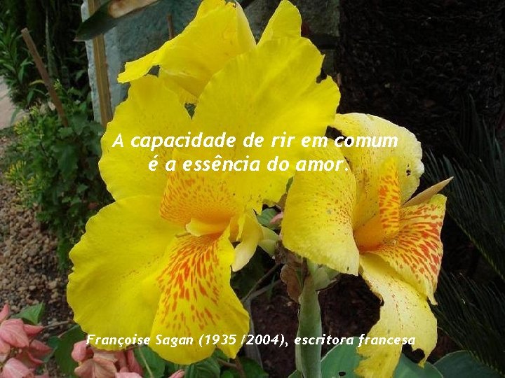 A capacidade de rir em comum é a essência do amor. Françoise Sagan (1935