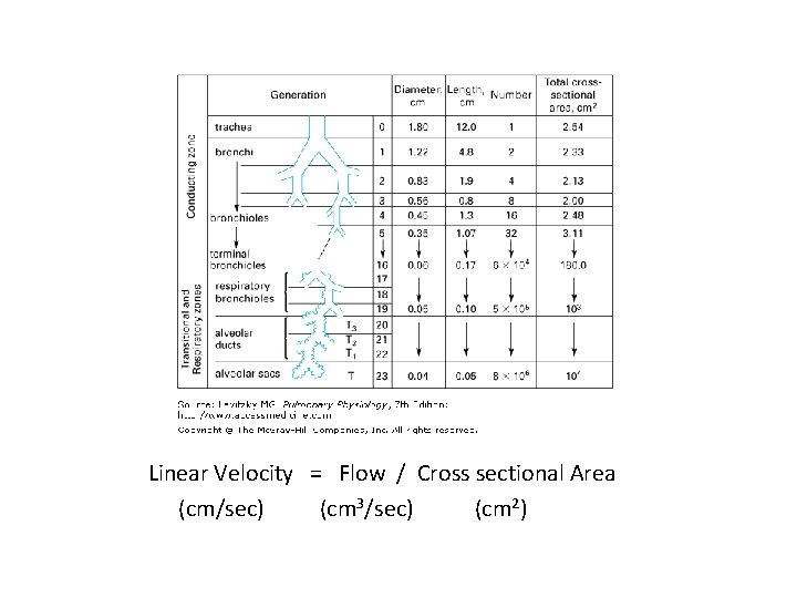 Linear Velocity = Flow / Cross sectional Area (cm/sec) (cm 3/sec) (cm 2) 