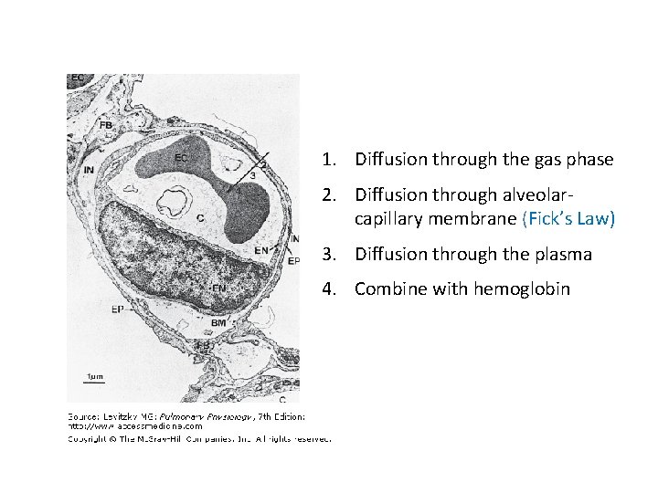 1. Diffusion through the gas phase 2. Diffusion through alveolarcapillary membrane (Fick’s Law) 3.