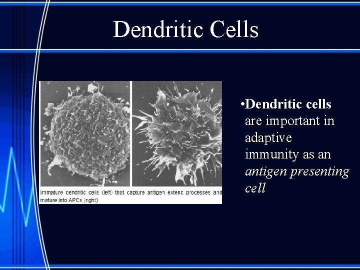 Dendritic Cells • Dendritic cells are important in adaptive immunity as an antigen presenting