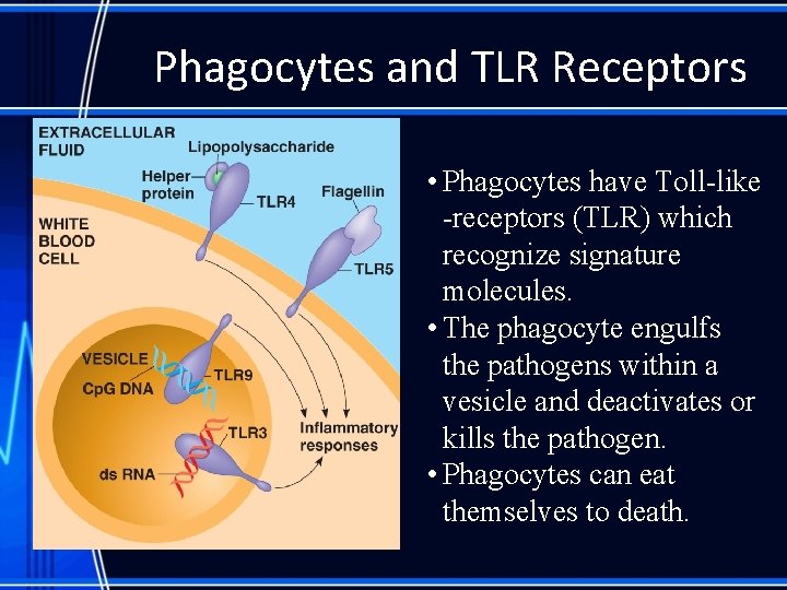 Phagocytes and TLR Receptors • Phagocytes have Toll-like -receptors (TLR) which recognize signature molecules.