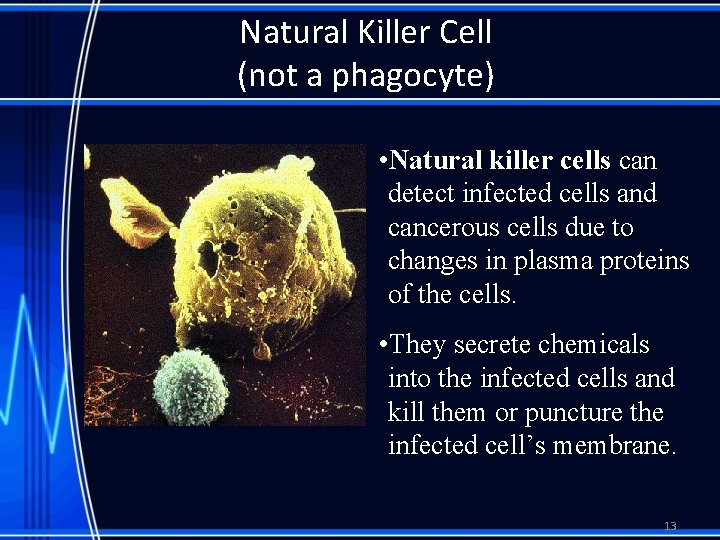 Natural Killer Cell (not a phagocyte) • Natural killer cells can detect infected cells