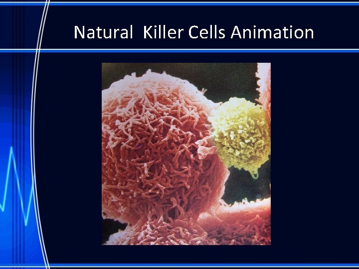 Natural Killer Cells Animation 