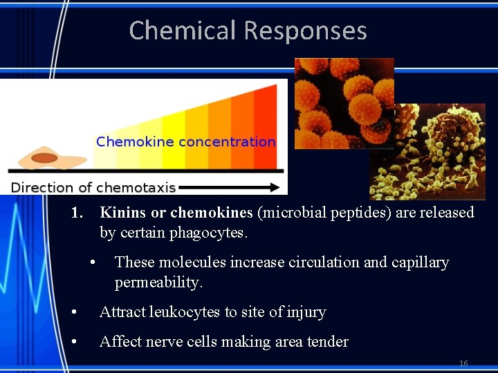 Chemical Responses 1. Kinins or chemokines (microbial peptides) are released by certain phagocytes. •