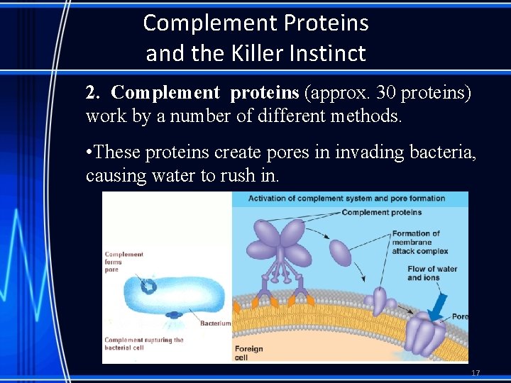 Complement Proteins and the Killer Instinct 2. Complement proteins (approx. 30 proteins) work by