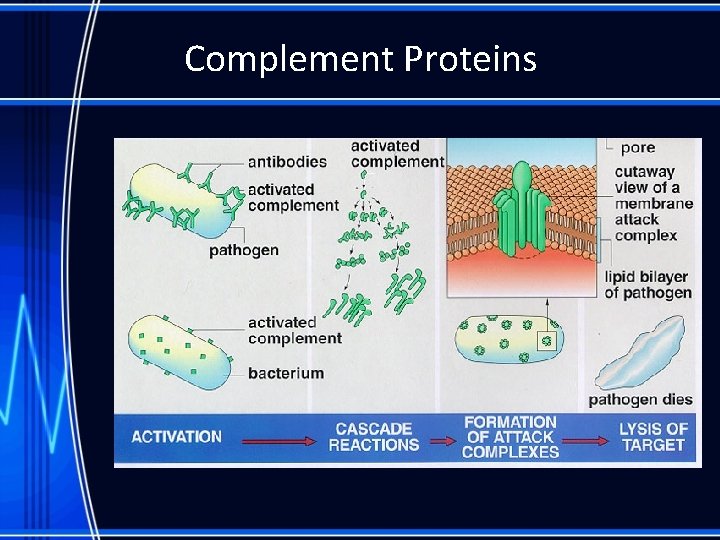 Complement Proteins 