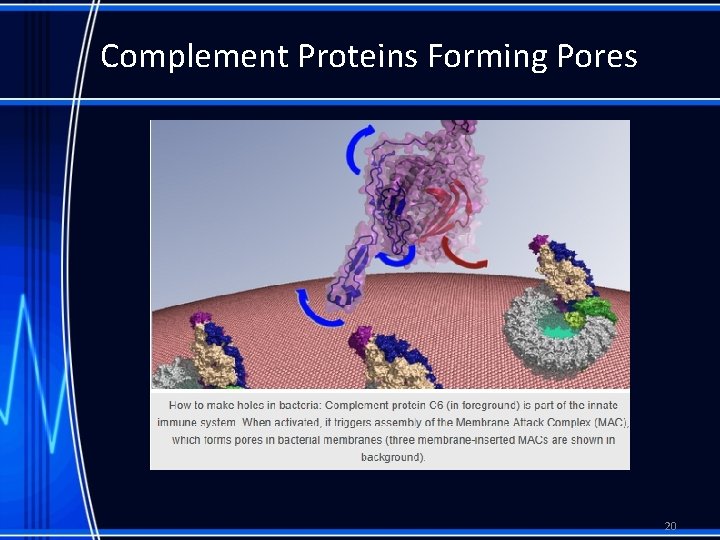 Complement Proteins Forming Pores 20 