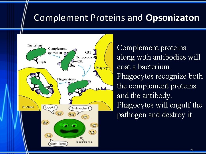 Complement Proteins and Opsonizaton Complement proteins along with antibodies will coat a bacterium. Phagocytes