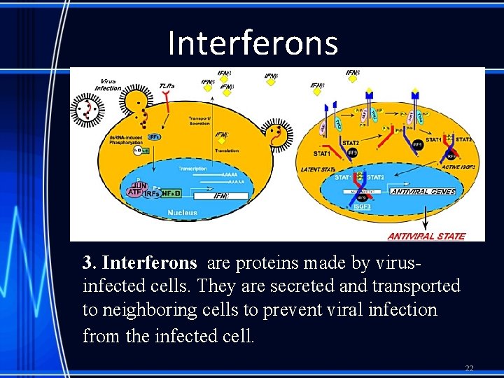 Interferons 3. Interferons are proteins made by virusinfected cells. They are secreted and transported